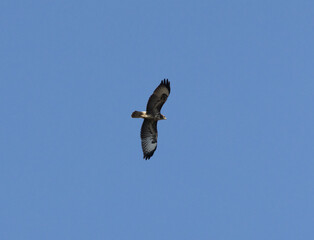 Vogel, Greifvogel, Mäusebussard, fliegen, Raubvogel