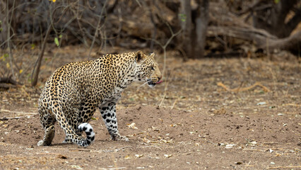 a leopard making a turn