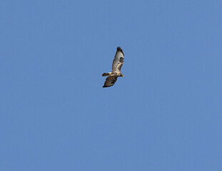 Vogel, Greifvogel, Mäusebussard, fliegen, Raubvogel