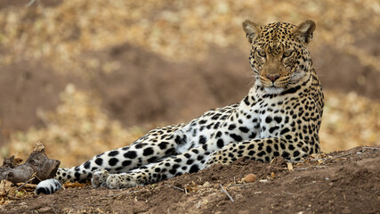 a leopard on a termite mound