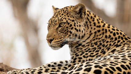 the beautiful eyes of leopardess