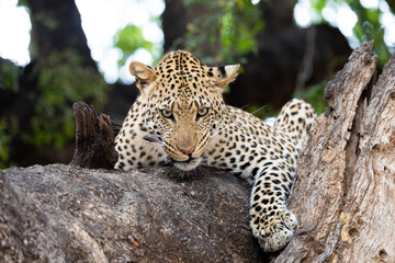 a leopard making eye contact