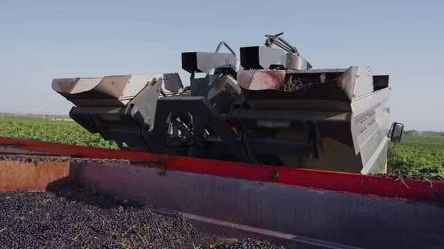 GRAPE HARVESTER, REAR VIEW WHILE UNLOADING THE TANKS WITHOUT MARKS