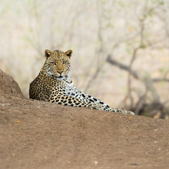 a leopard making eye contact
