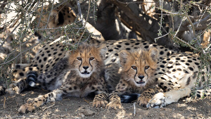 two bat-eared foxes curled up together