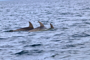 bottlenose dolphins