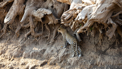 a leopard moving along a riverbank with huge tree roots