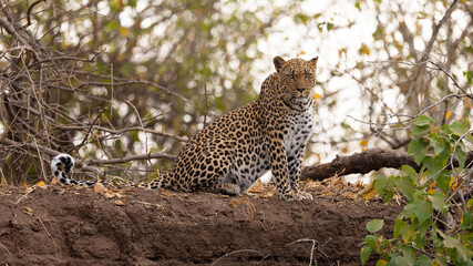 a leopard keeping watch from the riverbank