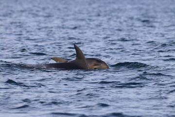 Obraz premium bottlenose dolphins