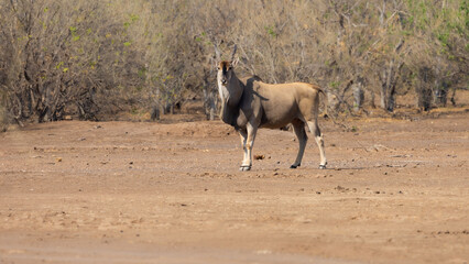 a big bull eland in Mashatu