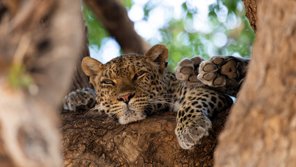 a leopard sleeping in a big mashatu tree © Jurgens