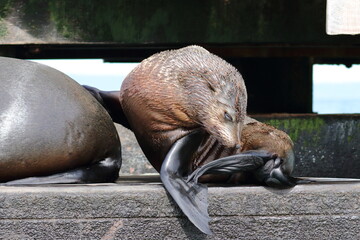fur seal