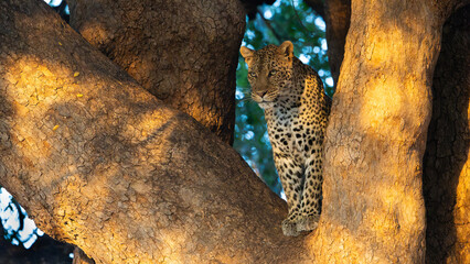 a female leopard sitting in the fork of a mashatu tree in golden light