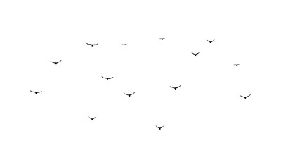 Flying Birds Vector Illustration Collection. 