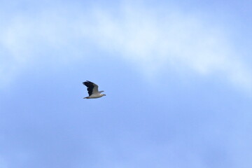 white-bellied sea eagle