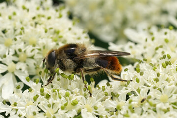 Closeup on the colorful and hairy Bumblebee Blacklet, Cheilosia illustrata
