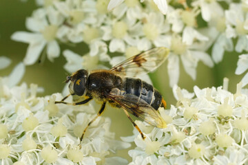 Closeup on a Spot-winged Drone Fly, Eristalis rupium
