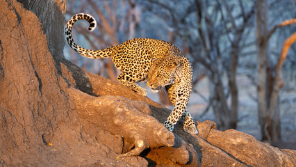 a leopard climbing down a mashatu tree in golden light