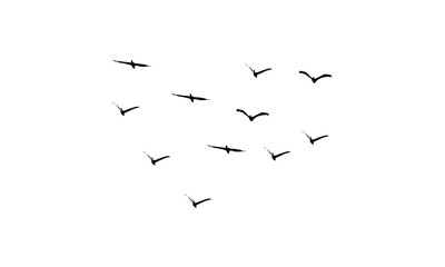 Flying Birds Vector Illustration Collection. 