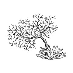 Line corals with ocean algae seaweed in Red sea black and white ink vector illustration. Tropical seabed landscape in simple style. Underwater marine prints