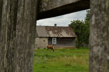 Koń na wsi © Kamil