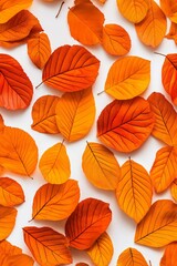 Fototapeta premium A top view of vibrant orange and yellow autumn leaves scattered across a white background, showcasing the intricate texture and color variations of the leaves