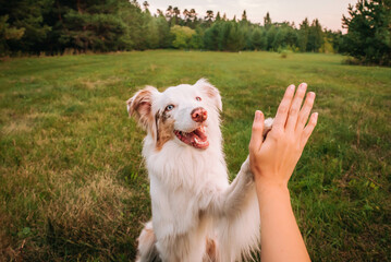 beautiful dog australian shepherd red merle gives a paw to the owner high five friendship between a...