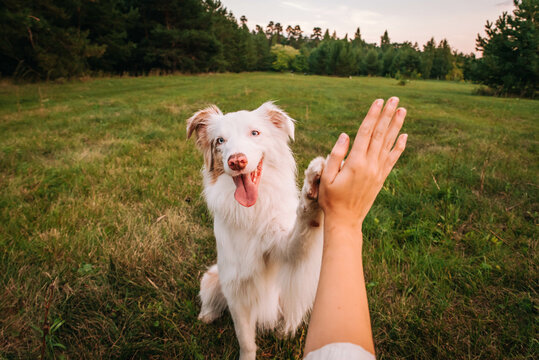 beautiful dog australian shepherd red merle gives a paw to the owner high five friendship between a man and a dog
