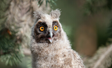 great grey owl
