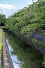 Fototapeta premium 水路に架かる橋と夏の桜並木