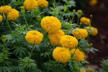 Marigold Yellow flower, Colorful of marigolds in the plantation. yellow cosmos flowers farm