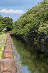 Fototapeta premium 水路に架かる橋と夏の桜並木