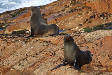 fur seal