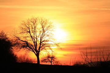 Beautiful sunset with a naked tree as a silhouette | Warm yellow and orange colors with a nice black contrast