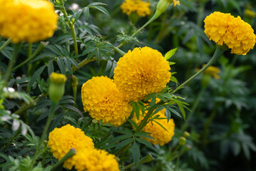 Marigold Yellow flower, Colorful of marigolds in the plantation. yellow cosmos flowers farm