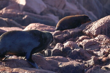 fur seal
