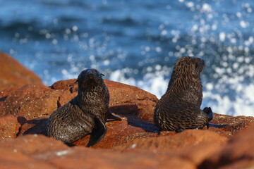 fur seal