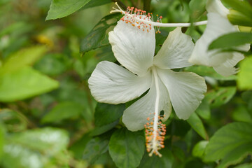 Beautiful flower of Shoeblack on plant, flower, white Shoeblackplant flower, shoeblackplant flowers bloom among its dense leaves, Beautiful big white flower closeup, Chakwal, Punjab, Pakistan