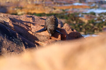 fur seal