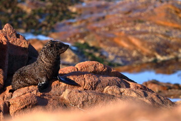 fur seal