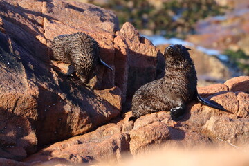 fur seal