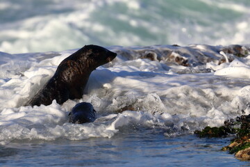 fur seal