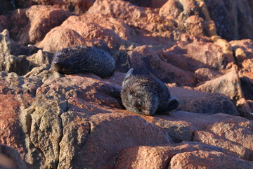 fur seal