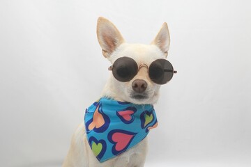 A small white Chihuahua dog with glasses