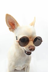 A small white Chihuahua  dog with glasses