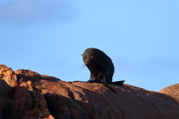 fur seal