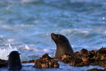 fur seal