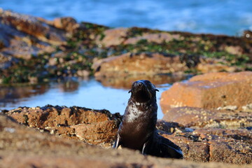 new-zealand fur seal