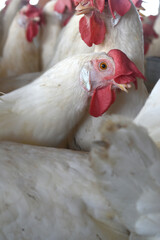 Closeup portrait of White hen at poultry farm, Layer farm, Group of healthy white chicken in poultry farm closeup, hen face closeup in farm, poultry, layer hens for eggs, poultry and livestock Chicken