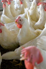 Closeup portrait of White hen at poultry farm, Layer farm, Group of healthy white chicken in poultry farm closeup, hen face closeup in farm, poultry, layer hens for eggs, poultry and livestock Chicken